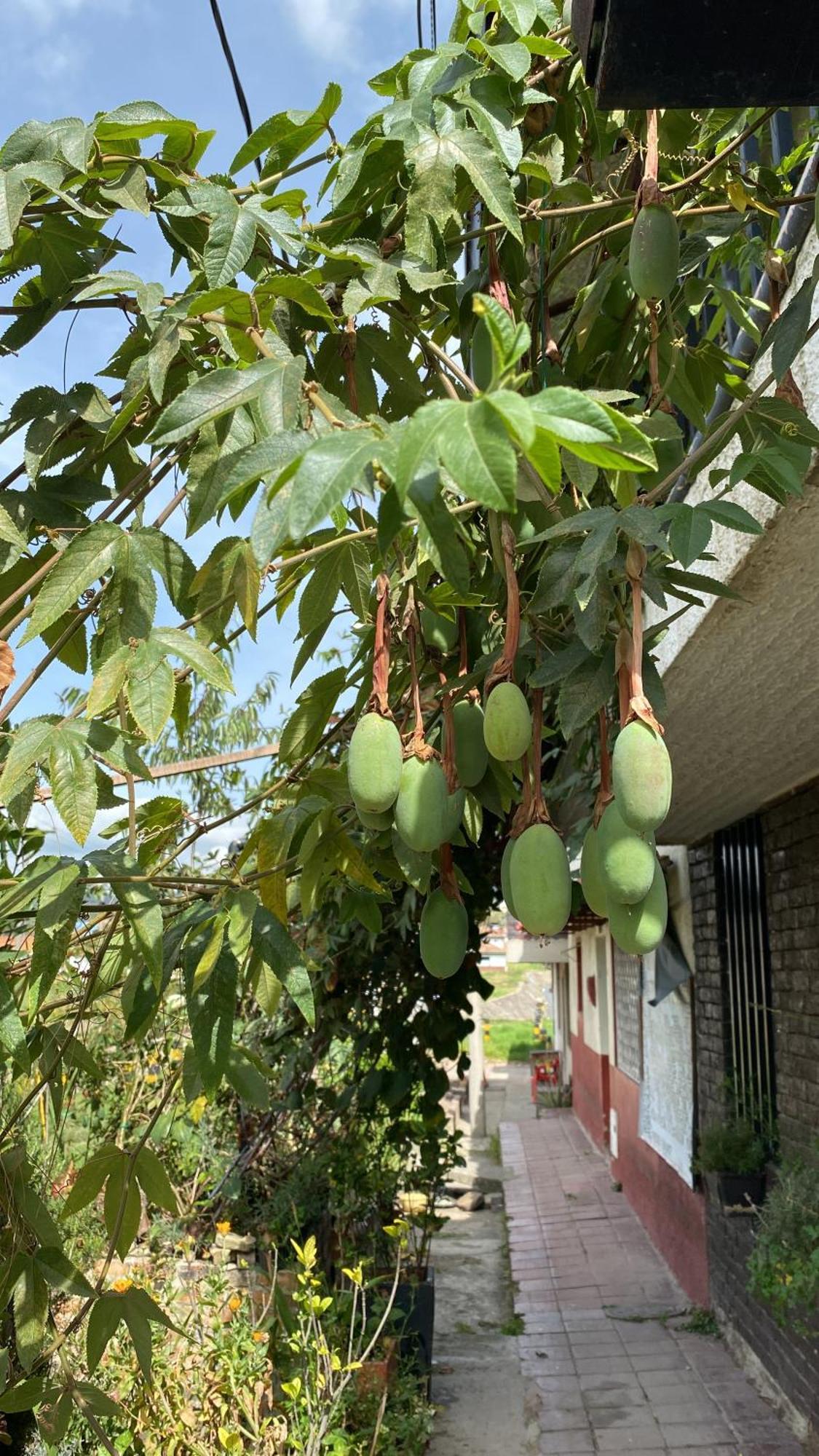 Casa De Hospedaje Vivaio 派帕 外观 照片